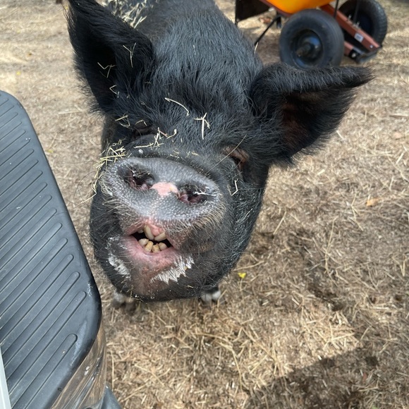 ❤Southern Oaks Sanctuary-All Sales Support our Non-Profit❤ - Picture 12 of 16